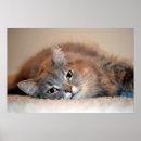 Search for long hair cats posters Eyes