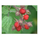 Search for raspberry art Wild
