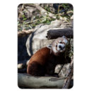 Search for endangered species magnets Mammal