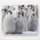 Search for baby chicks mousepads Wildlife