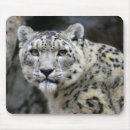 Search for snow leopard mousepads Feline