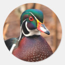 Search for wood duck stickers Waterfowl