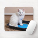 Search for mischievous mousepads Kitten