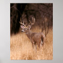 Search for choking on posters Wildlife