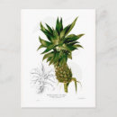 Search for ananas postcards Botanical