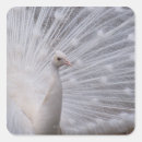 Search for feather stickers Elegance