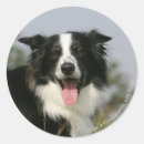 Search for headshot stickers Collie border