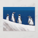 Search for black and white penguin postcards Penguins