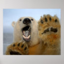 Search for threatened art Bear