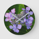 Search for lacecap hydrangea Floral