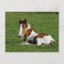 Search for vanner cards invites Foal