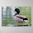 Search for waterscape photography Birds