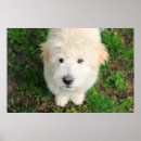 Search for cute camera posters Pet