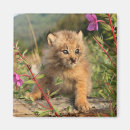 Search for lynx magnets Wild cat
