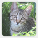 Search for grey tabby cat stickers Kitty
