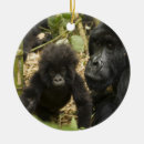 Search for bamboo christmas tree decorations Species