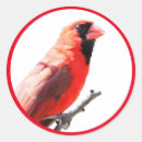 Search for cute cardinal stickers Wildlife