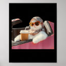 Search for cat meme posters Silly