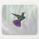 Search for around electronics Birds