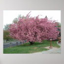 Search for cherry tree posters Flora