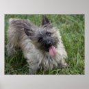 Search for cairn posters Terrier