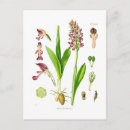 Search for wild orchid postcards Flower