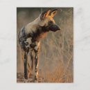 Search for wild dog postcards Africa
