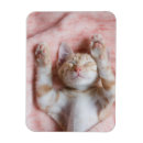 Search for tiny magnets Kitten