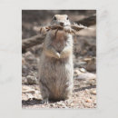 Search for ground postcards Rodent