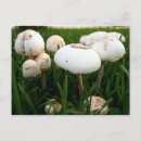 Search for spore Mushroom