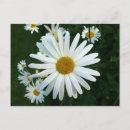 Search for shasta postcards Daisy