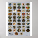 Search for endangered posters Wildlife