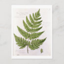 Search for fern postcards Flowers