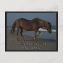 Search for assateague Beach