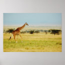 Search for camelopardalis posters Kenya
