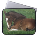 Search for warmblood Foal