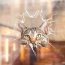 Search for car window bumperstickers Cat