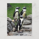 Search for african penguin postcards Spheniscus demersus