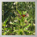 Search for monarch butterfly posters Nature