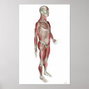 Search for musculoskeletal posters Medical