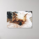 Search for yorkshire terrier canvas prints Cute