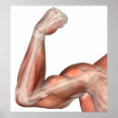 Search for human limb posters Physiology