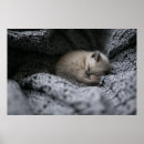 Search for tiny posters Sleeping