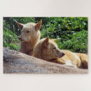 Search for dingoes Canine
