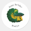 Search for siamese stickers Siamese fighting fish