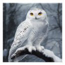 Search for snowy owls posters Bird of prey