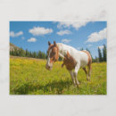 Search for hart postcards Horse