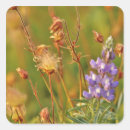 Search for lupine stickers Nobody