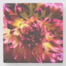 Search for unique coasters Vibrant