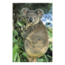 Search for single looking posters Looking at camera